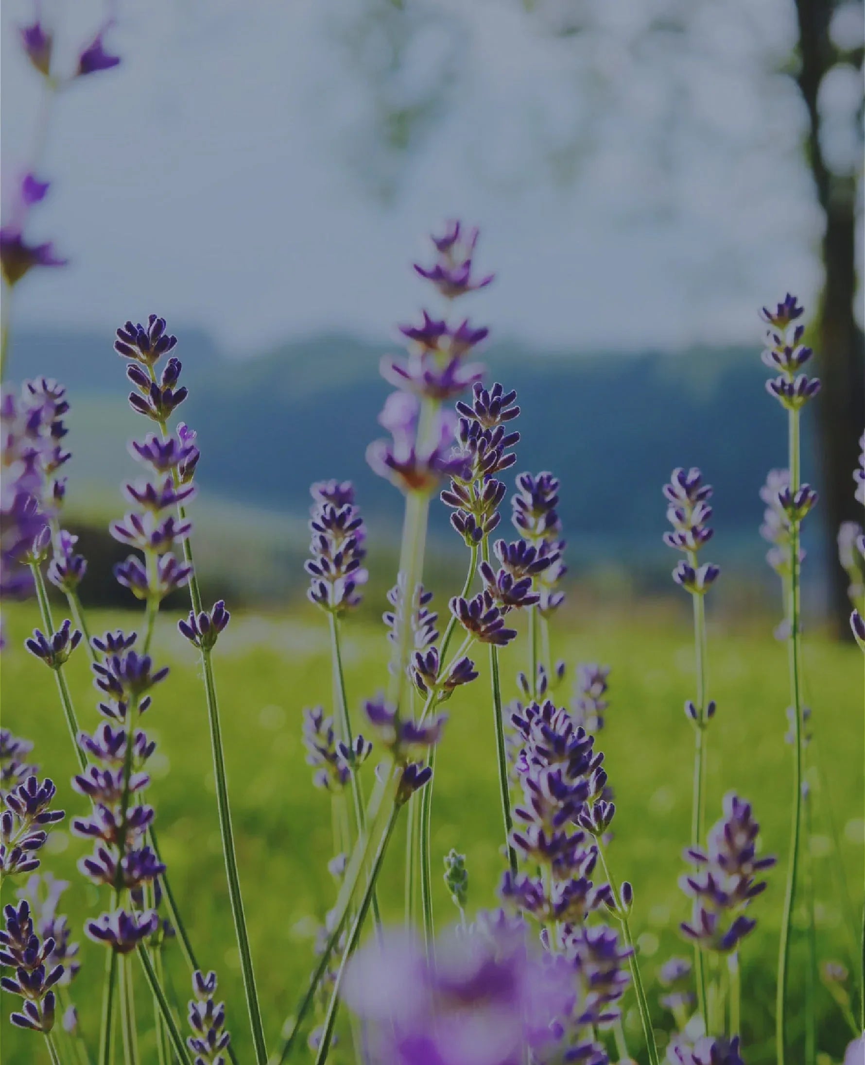 Scent of Provence