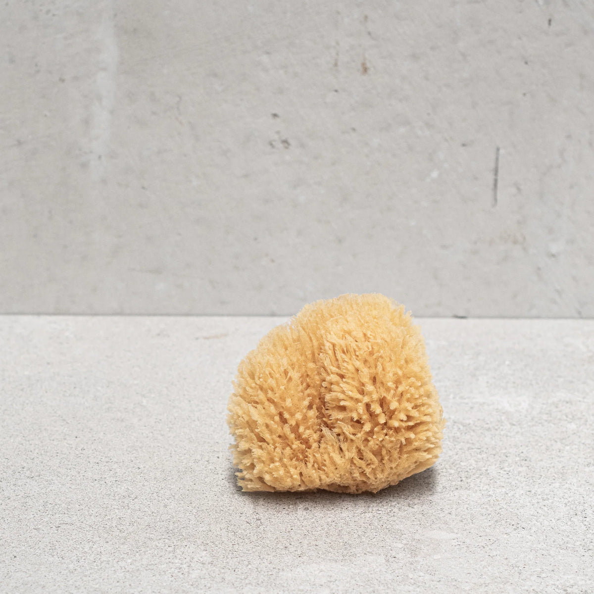 Sea Sponge Natural 12cm Boxed