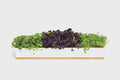 Micro Greens Window Sill Box