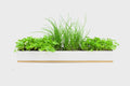 Micro Herbs Window Sill Box