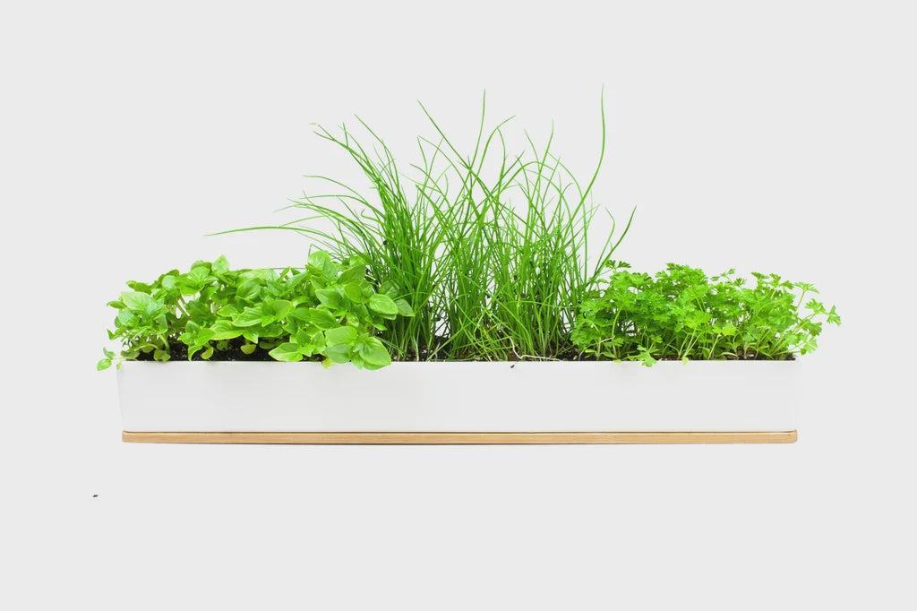 Micro Herbs Window Sill Box