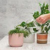 Glass Watering Can